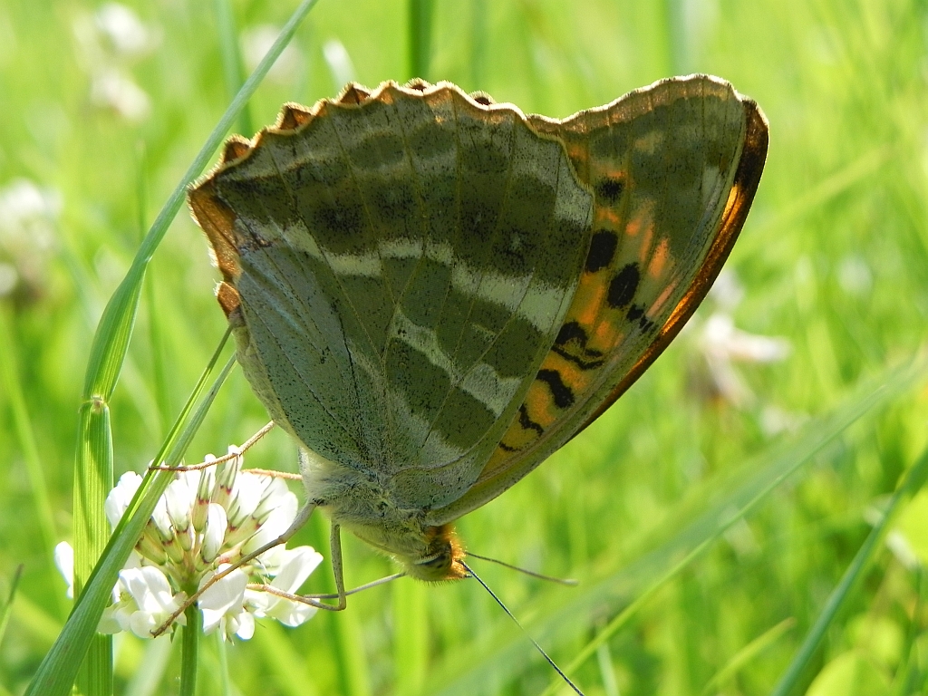 Dostojka malinowiec (Argynnis paphia)