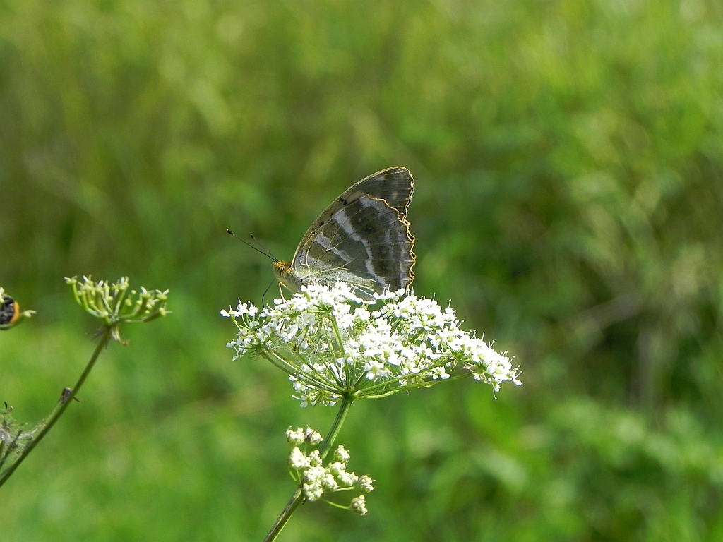 Dostojka malinowiec (Argynnis paphia)