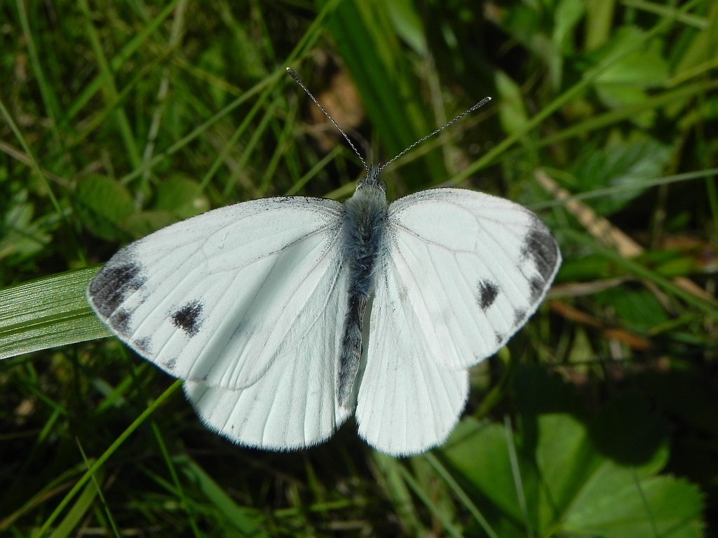 Bielinek rzepnik (Pieris rapae syn. Artogeia rapae)