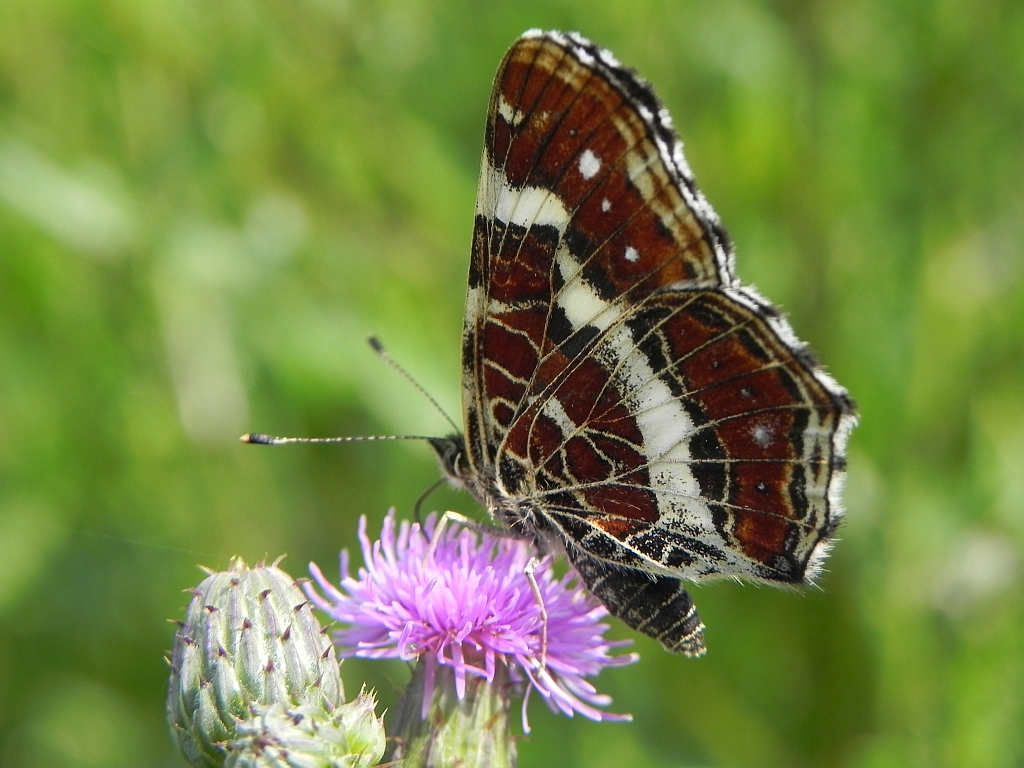 Rusałka kratkowiec (Araschnia levana)