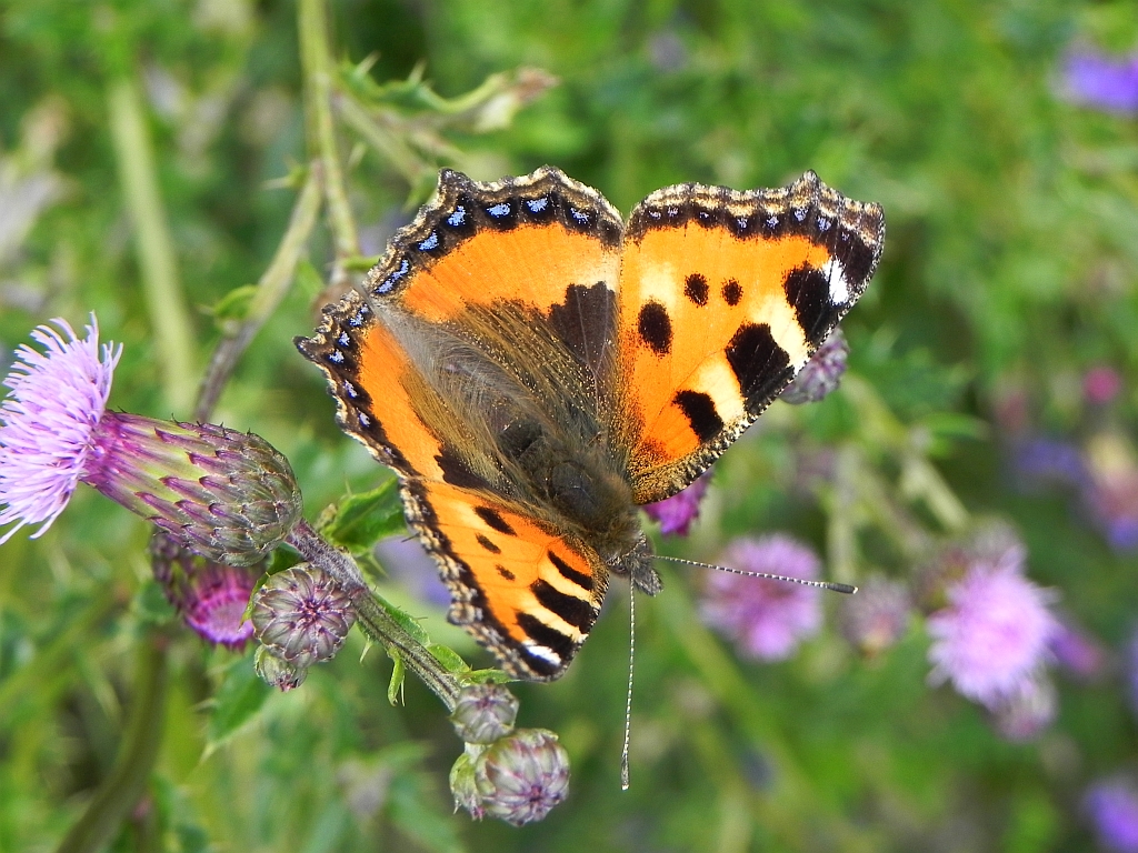 Rusałka pokrzywnik (Aglais urticae)