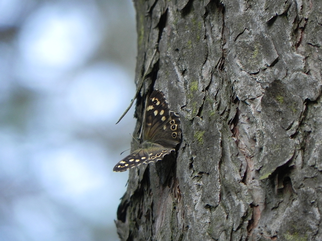 Osadnik egeria (Pararge aegeria)