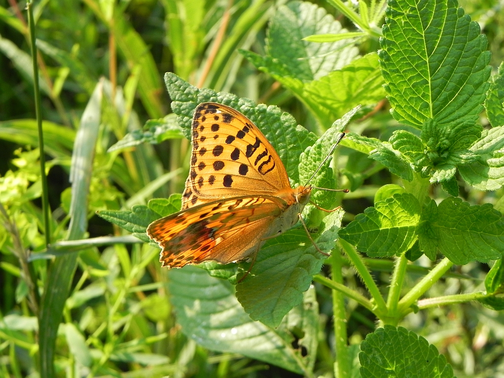 Dostojka laodyce (Argynnis laodice)