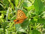 Dostojka laodyce (Argynnis laodice)