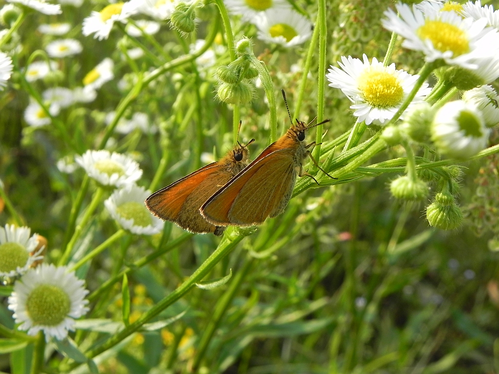 Karłątek kniejnik (Ochlodes venatus = Ochlodes sylvanus = Ochlodes faunus)