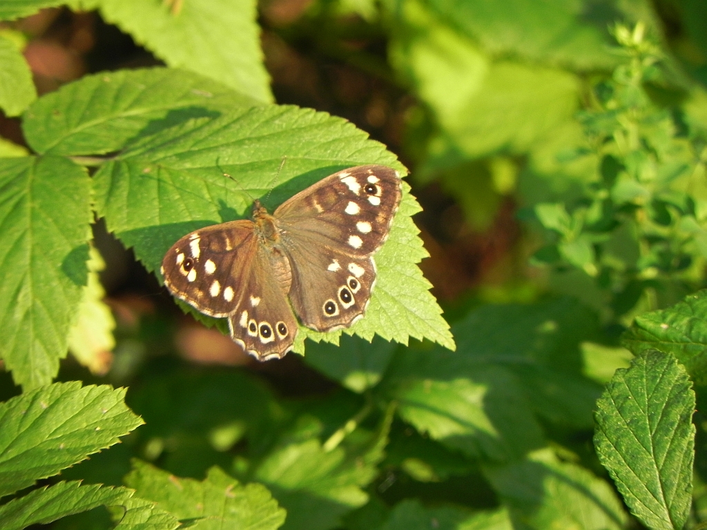 Osadnik egeria (Pararge aegeria)