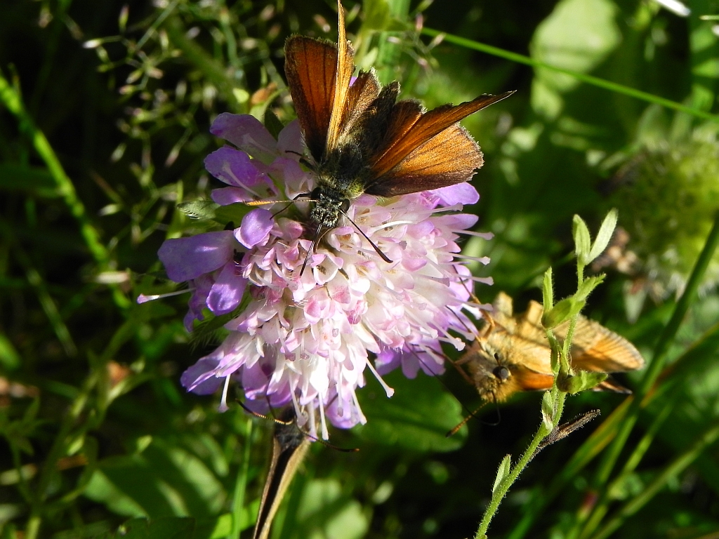 Karłątek ryska (Thymelicus lineola)