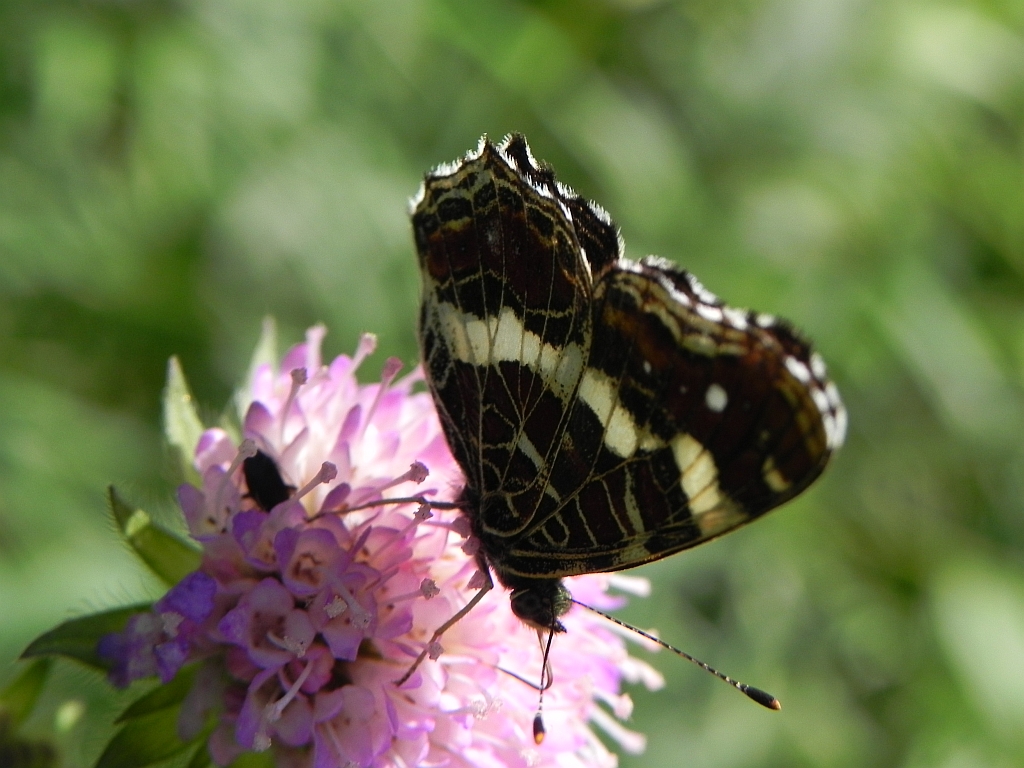 Rusałka kratkowiec (Araschnia levana)