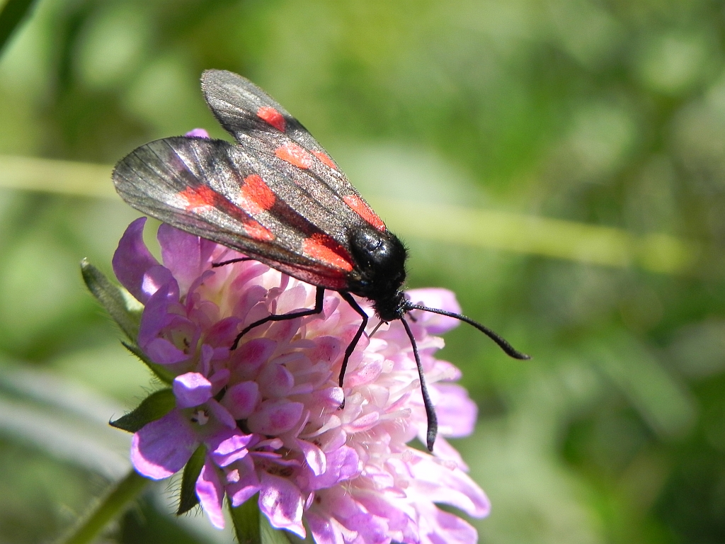 Kraśnik pięcioplamek (Zygaena trifolii)