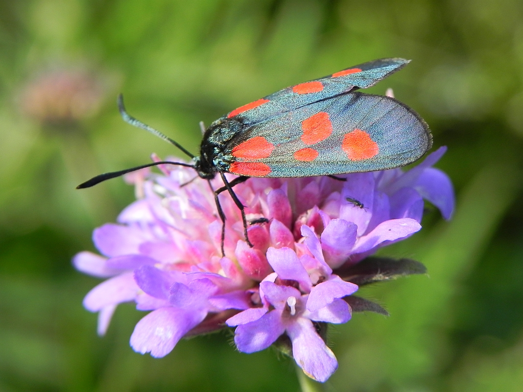 Kraśnik pięcioplamek (Zygaena trifolii)