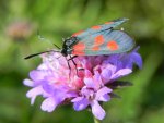 Kraśnik pięcioplamek (Zygaena trifolii)