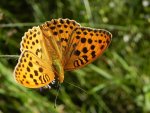 Dostojka laodyce (Argynnis laodice)