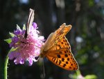 Dostojka laodyce (Argynnis laodice)