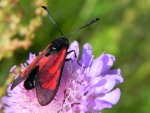 Kraśnik purpuraczek (Zygaena purpuralis)