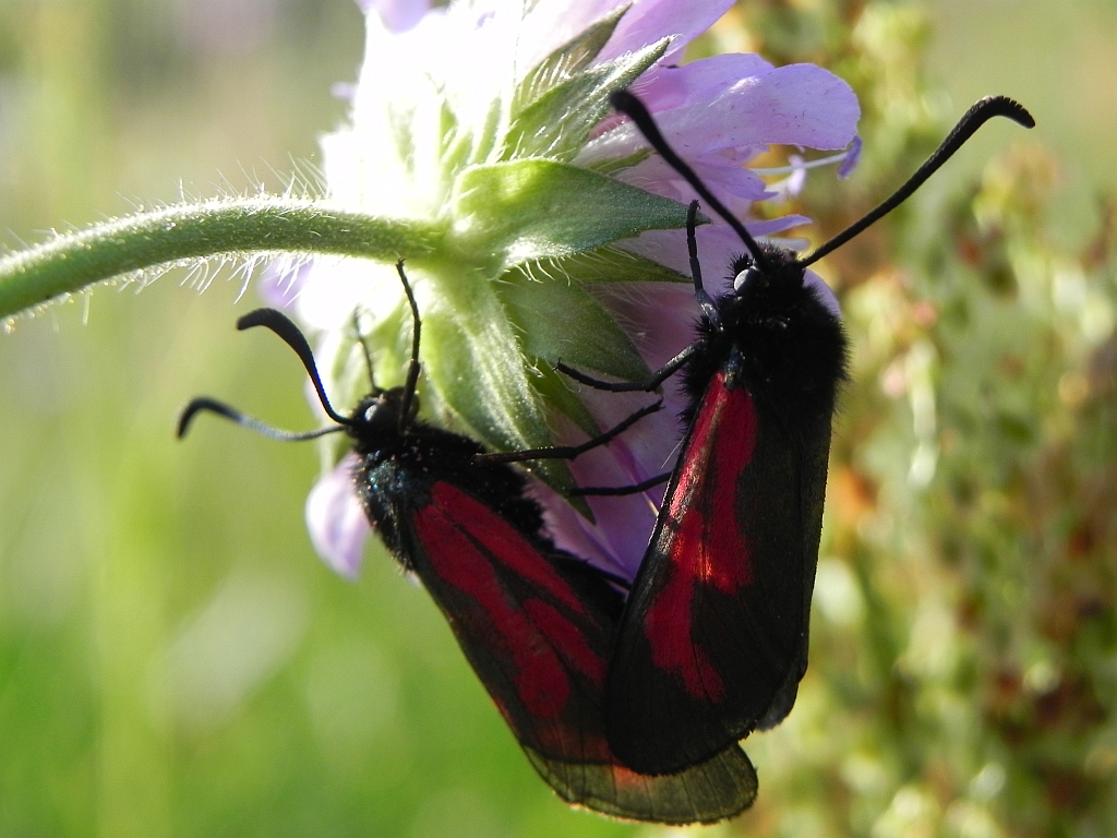 Kraśnik purpuraczek (Zygaena purpuralis)