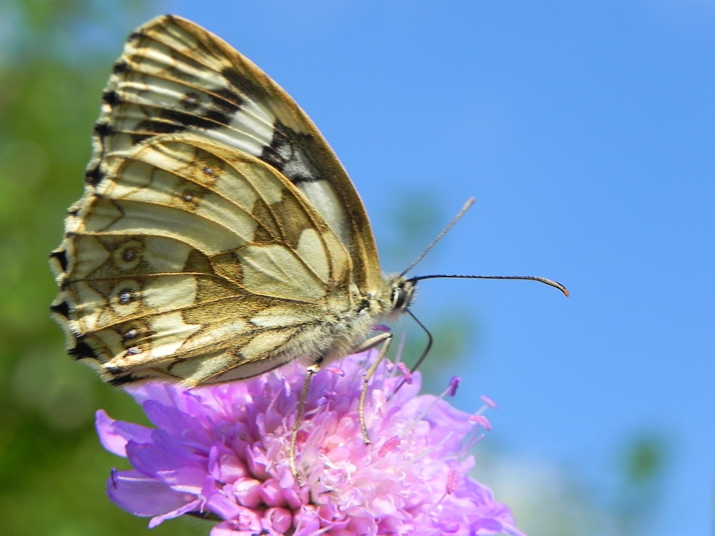 Polowiec szachownica (Melanargia galathea syn. Agapetes galathea)