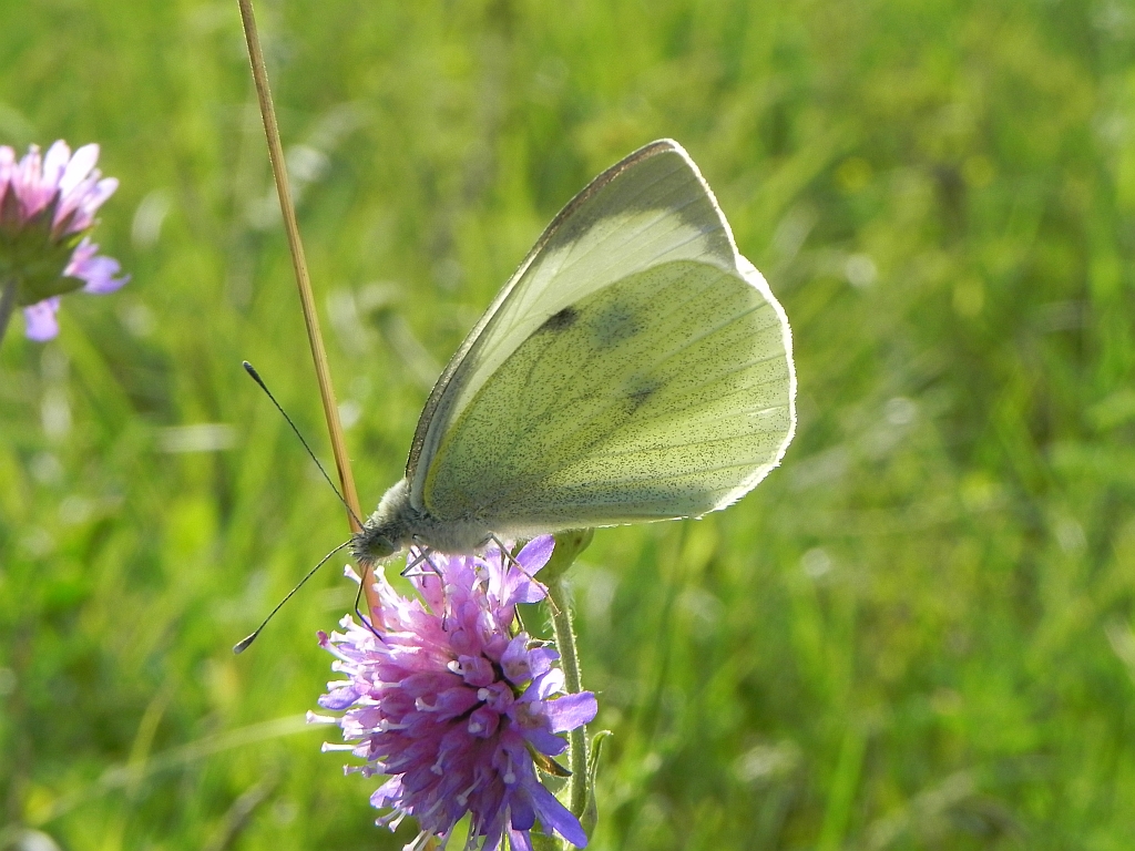 Bielinek rzepnik (Pieris rapae syn. Artogeia rapae)