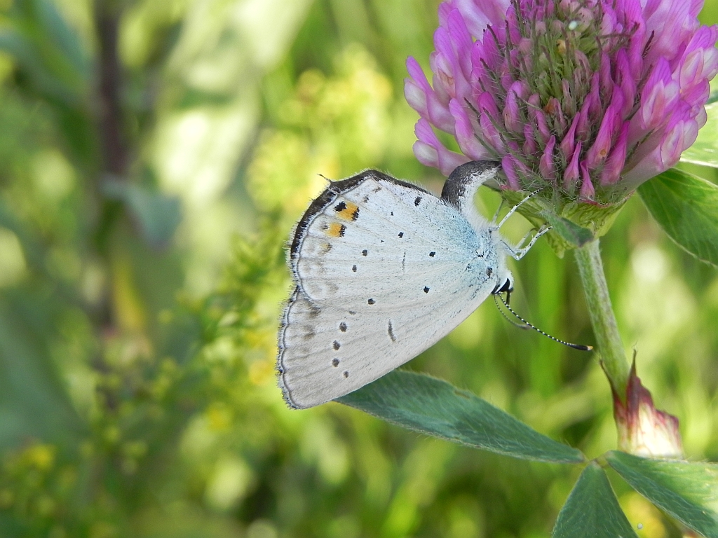 Modraszek argiades (Cupido argiades)