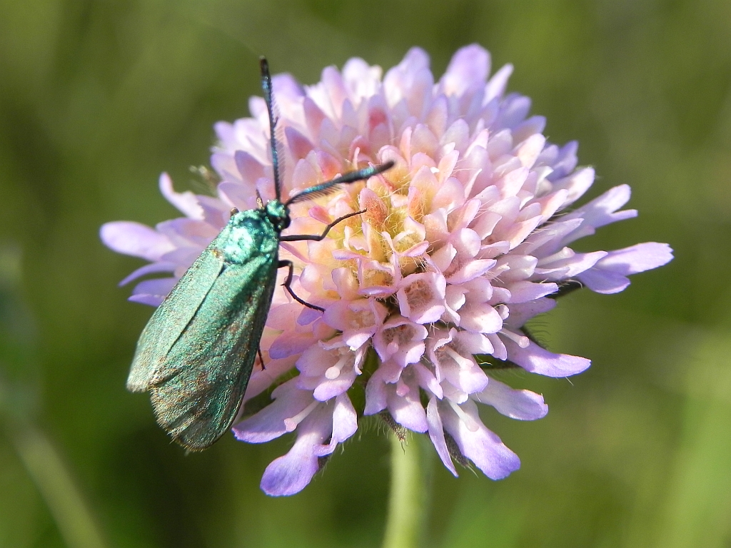 Lśniak szmaragdek (Adscita statices)