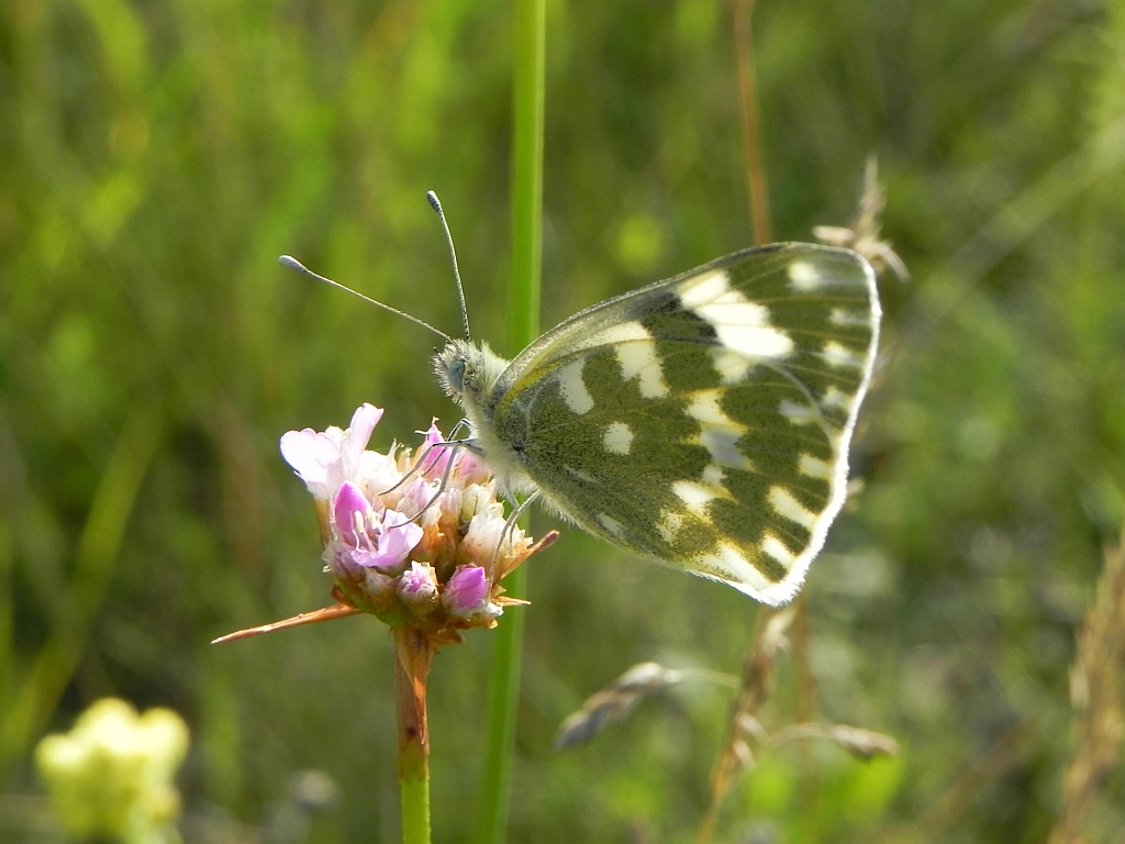 Bielinek rukiewnik (Pontia edusa)