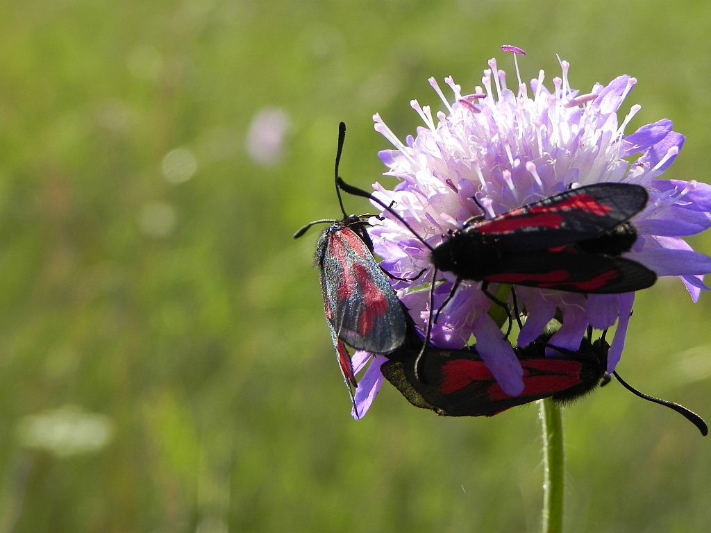 Kraśnik purpuraczek (Zygaena purpuralis)