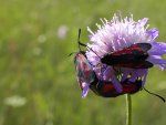 Kraśnik purpuraczek (Zygaena purpuralis)