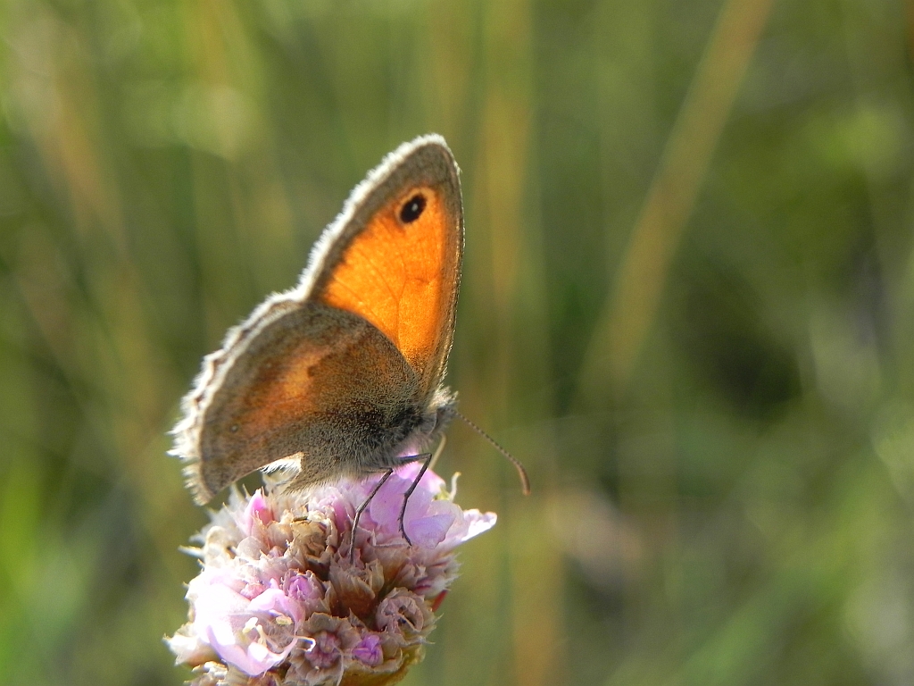 Strzępotek ruczajnik (Coenonympha pamphilus)