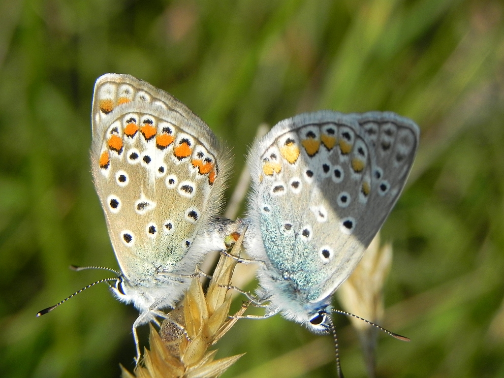Modraszek ikar,mnogooczak ikar (Polyommatus icarus)