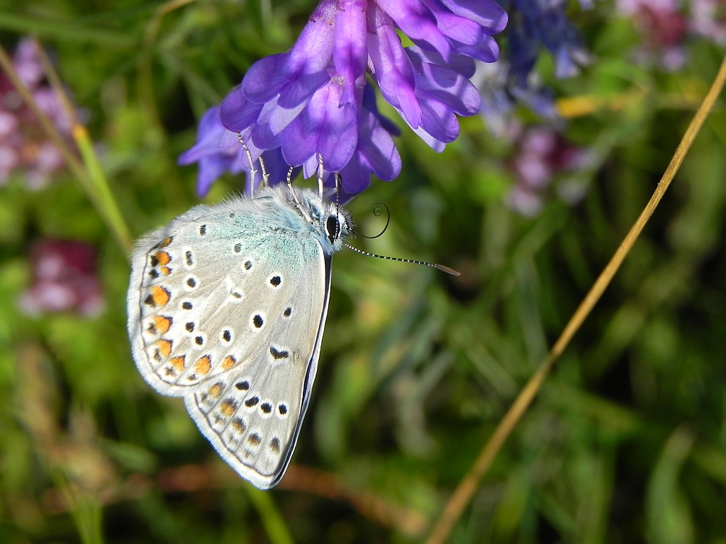 Modraszek ikar,mnogooczak ikar (Polyommatus icarus)