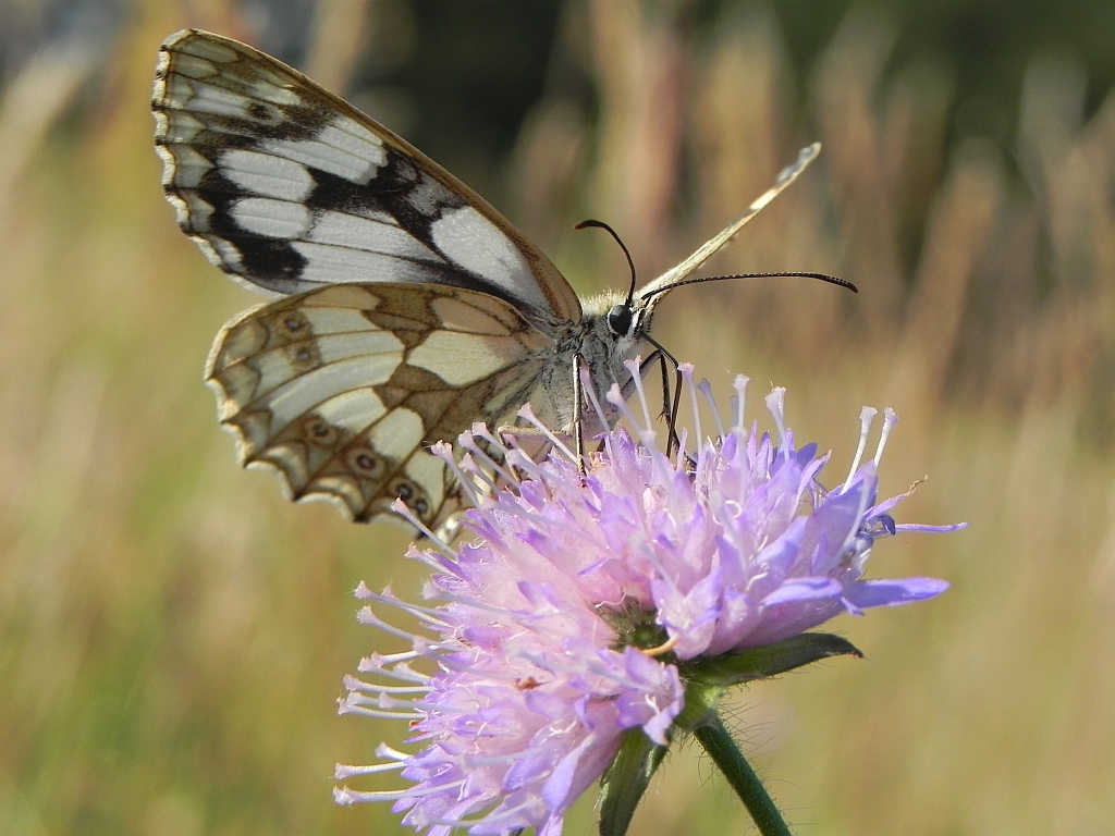 Polowiec szachownica (Melanargia galathea syn. Agapetes galathea)