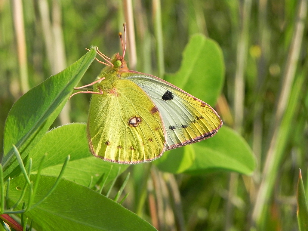 Szlaczkoń siarecznik (Colias hyale)