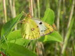 Szlaczkoń siarecznik (Colias hyale)