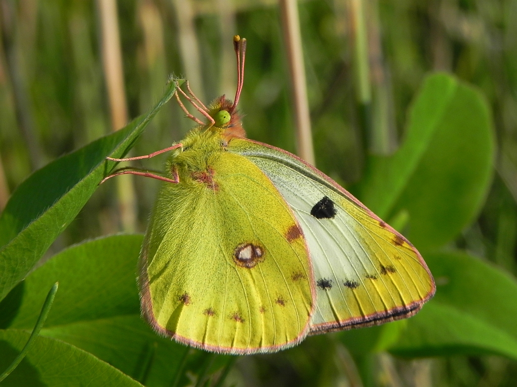 Szlaczkoń siarecznik (Colias hyale)