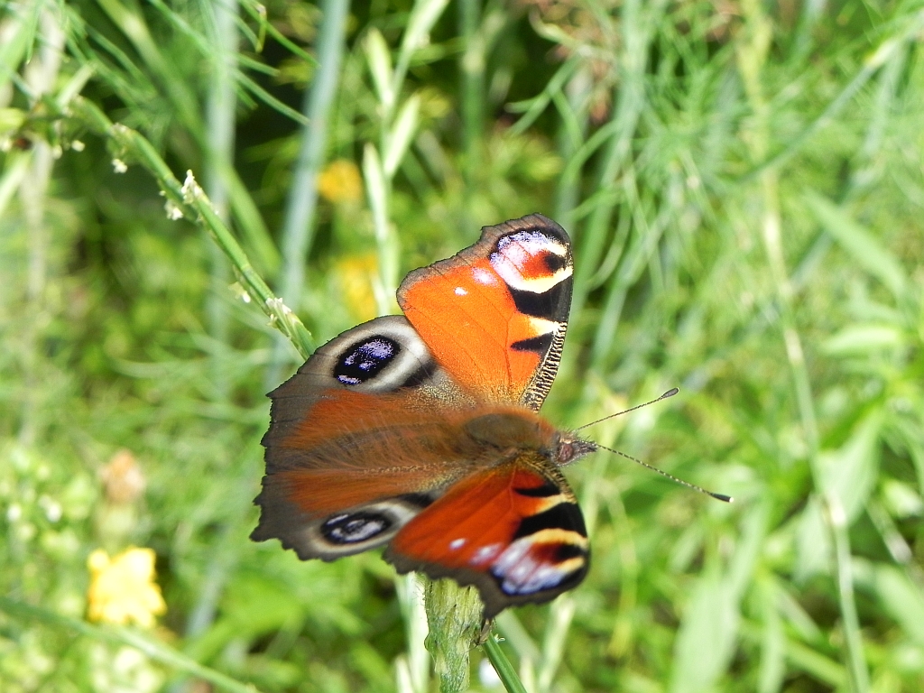 Rusałka pawik (Inachis io)