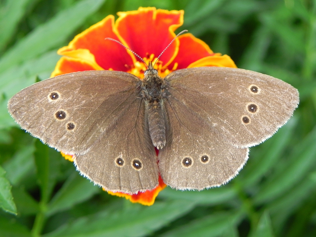 Przestrojnik trawnik (Aphantopus hyperantus)