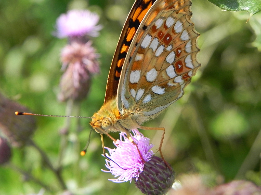 Dostojka adype (Argynnis adippe)