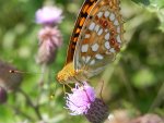 Dostojka adype (Argynnis adippe)