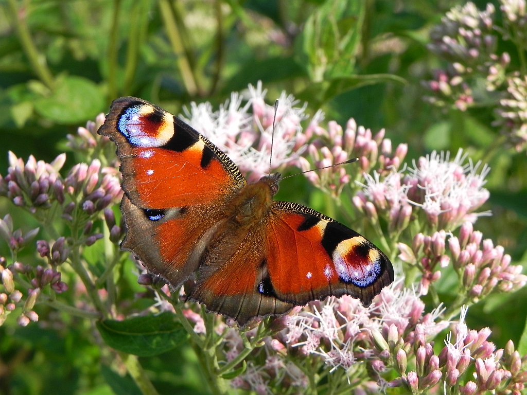 Rusałka pawik (Inachis io)