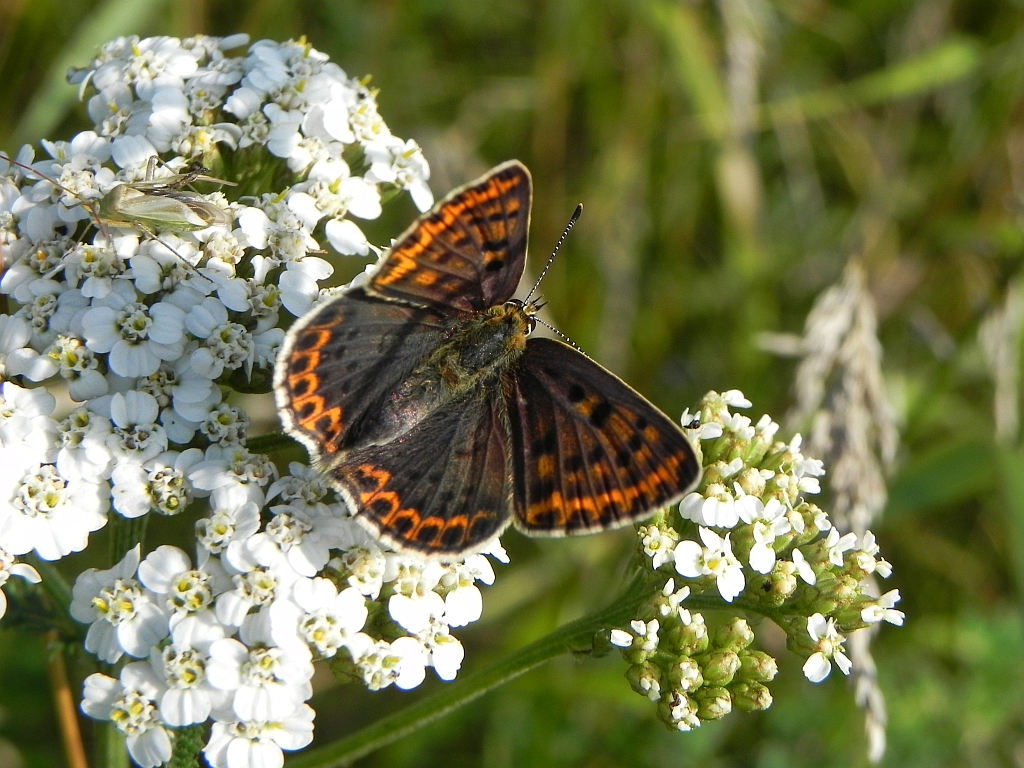 Czerwończyk uroczek (Lycaena tityrus)