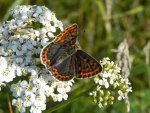 Czerwończyk uroczek (Lycaena tityrus)