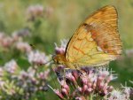 Dostojka laodyce (Argynnis laodice)