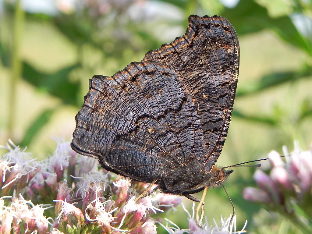 Rusałka pawik (Inachis io)