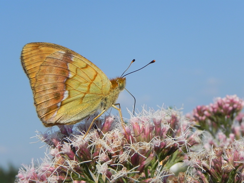 Dostojka laodyce (Argynnis laodice)