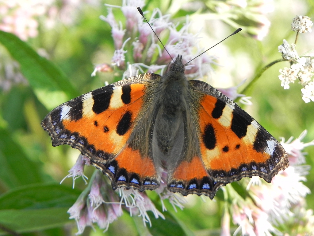 Rusałka pokrzywnik (Algais urticae)