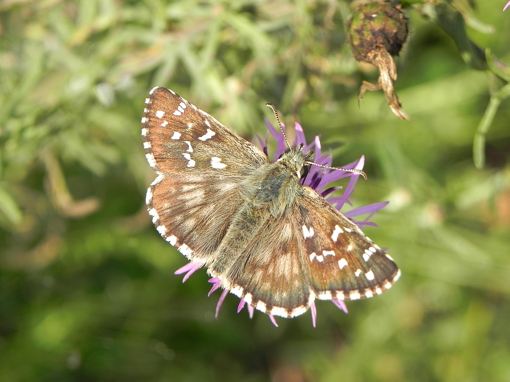 Powszelatek alweus (Pyrgus alveus)