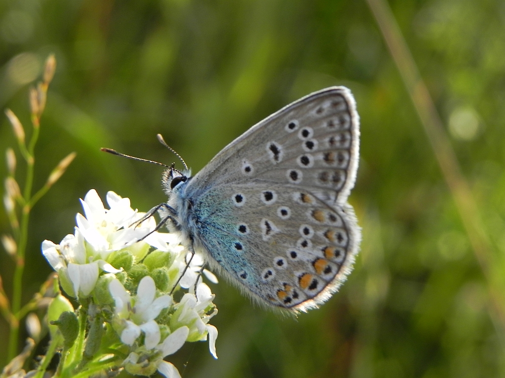 Modraszek ikar,mnogooczak ikar (Polyommatus icarus)