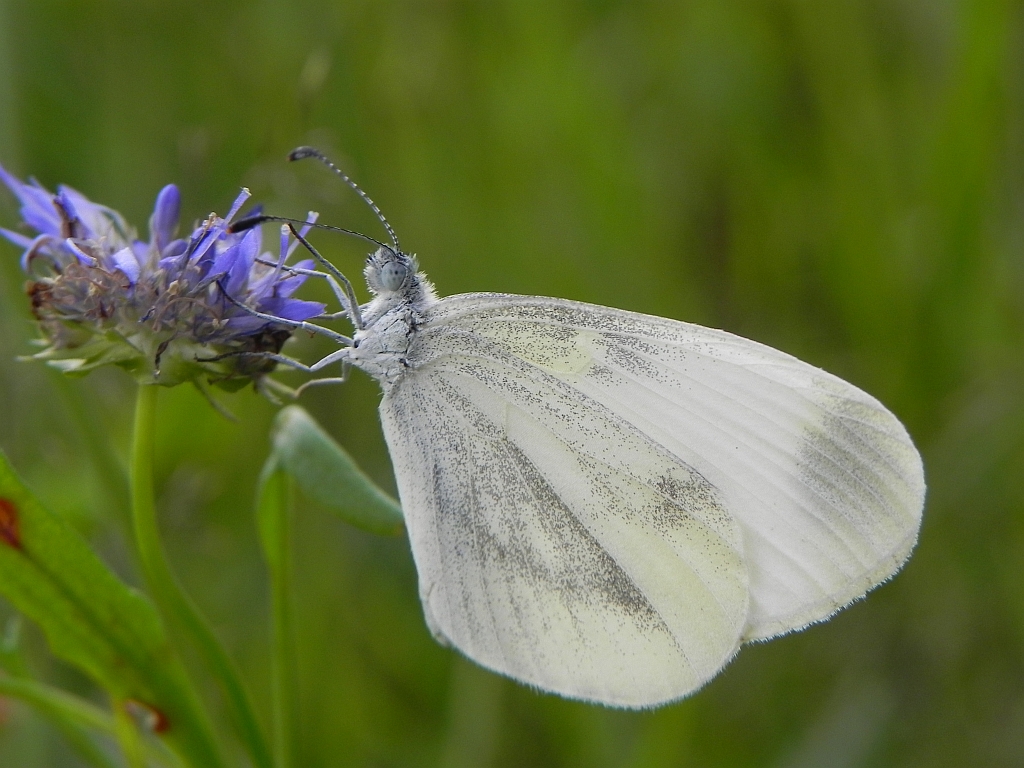 Wietek Reala (Leptidea reali)