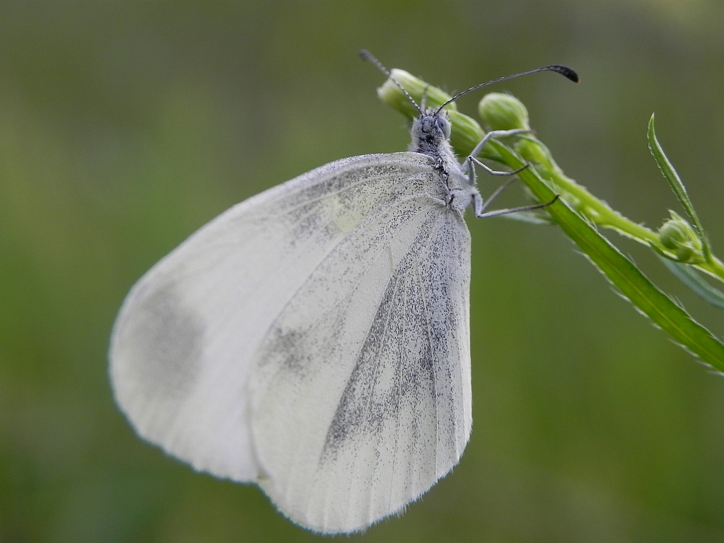 Wietek Reala (Leptidea reali)