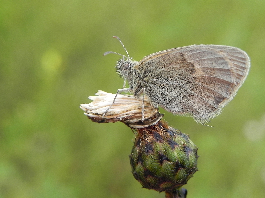 Strzępotek ruczajnik (Coenonympha pamphilus)