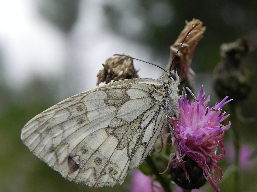 Polowiec szachownica (Melanargia galathea syn. Agapetes galathea)